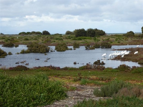 Paisley Challis Wetlands