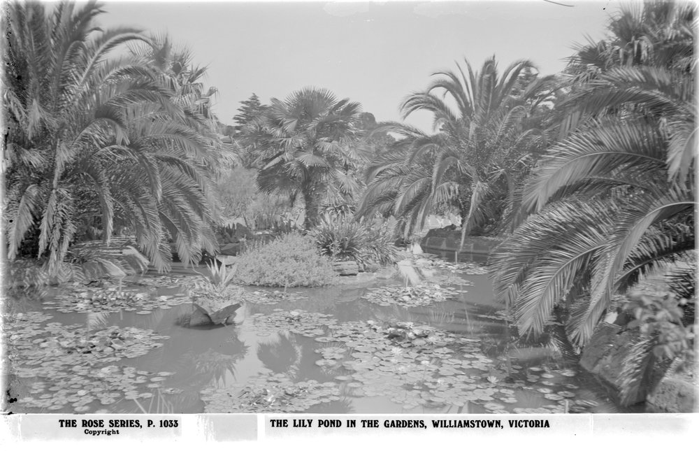 Postcard-1-Lilypond-Williamstown-Botanic-Gardens.jpeg
