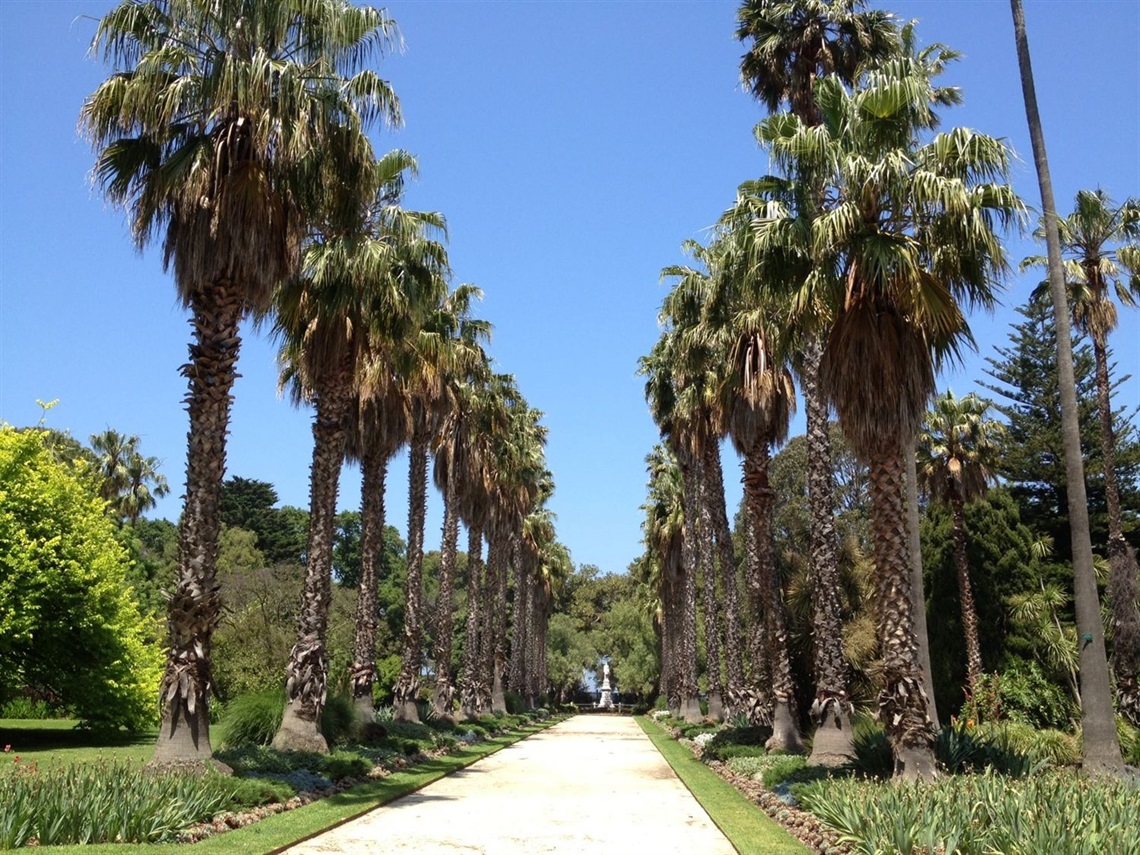 Williamstown Botanic Gardens Palm Walk