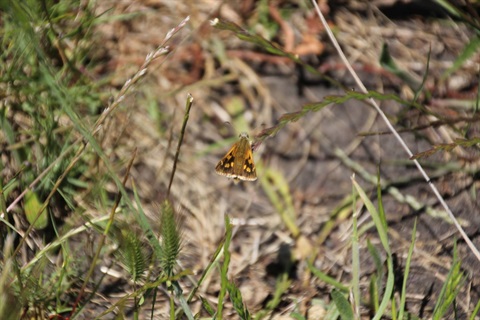 endangered Altona Skipper Butterfly (Hesperilla flavescens ssp. flavescens) Credit - Eco Heritage Partners
