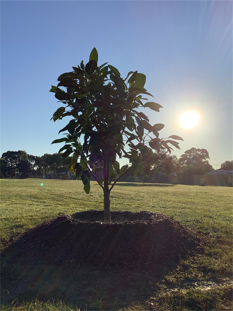 Frank Gibson Reserve tree planting