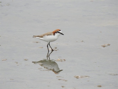 Red Capped Plover 'Dad' 