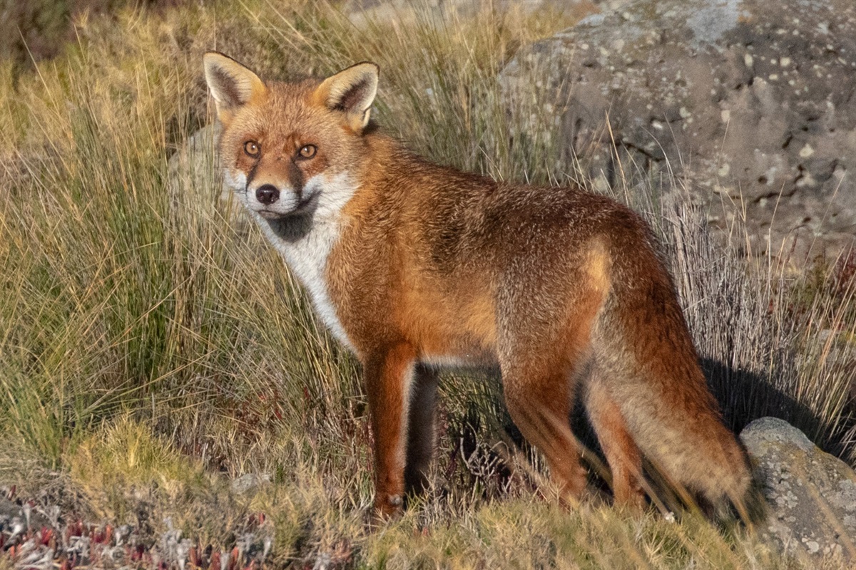 Foxes - Hobsons Bay