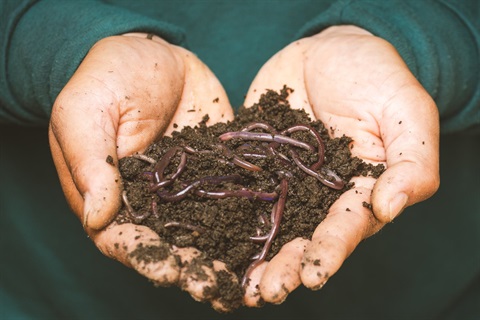 Worms and compost being held by two hands