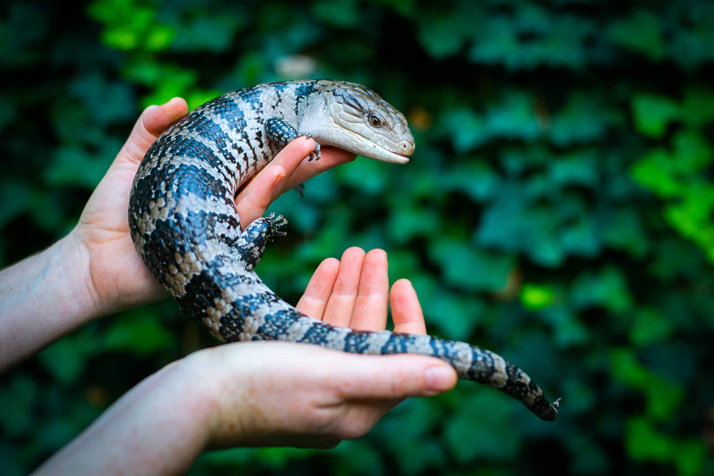 Wildlife Display with Ranger Andrew Hobsons Bay