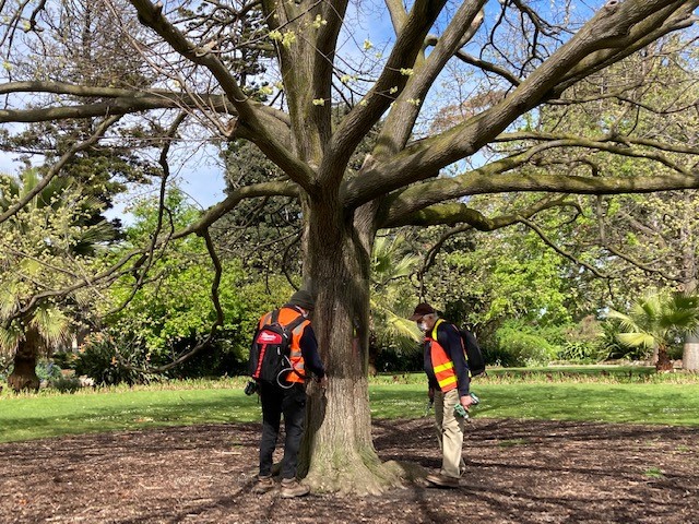 a photo showing two arborists treating a Golden elm tree at the Botanic Gardens in September 2021