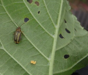 elm leaf beetle and eggs 