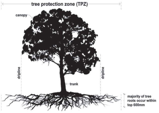 an image of a tree showing the elements relevant to a tree protection zone 