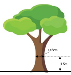 Tree removal how to measure DBH.png