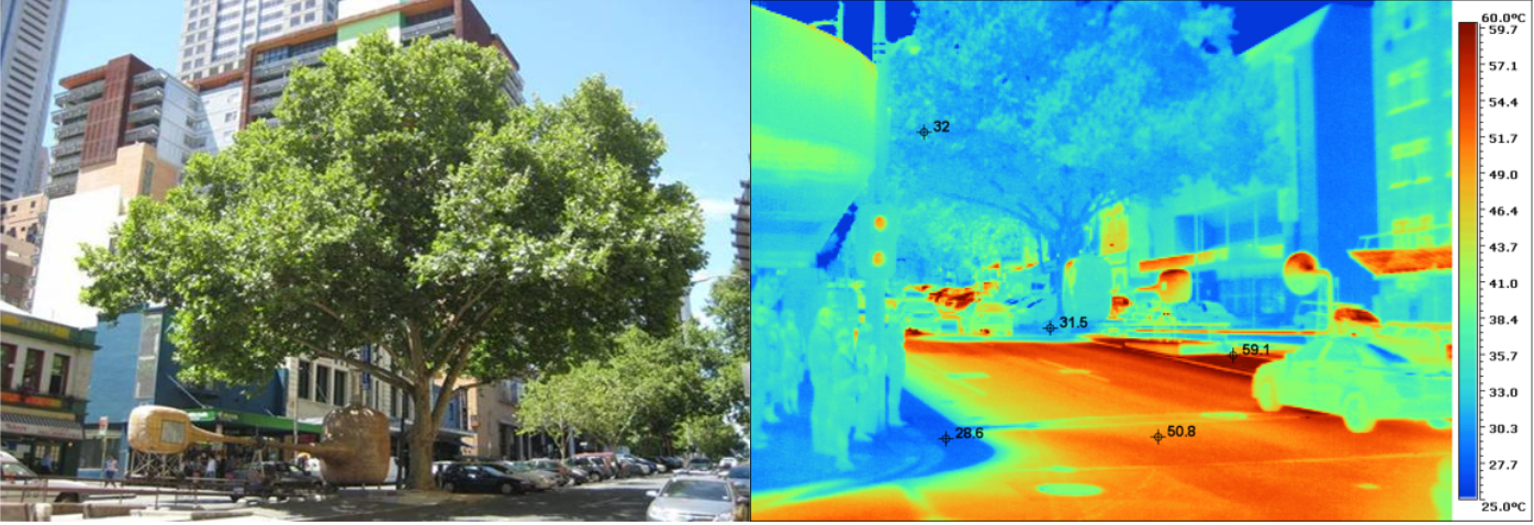 A thermal image demonstrating the role large mature trees play in reducing heat during a warm summer’s day in Melbourne’s CBD.