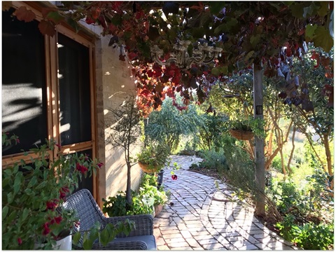 ornamental-grape-on-pergola-KL