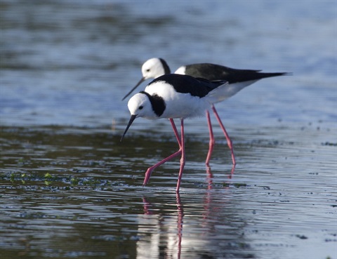 Black-Winged Stilts by Rob Mancini