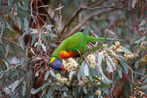 Rainbow Lorikeet Drew Shipton.jpg