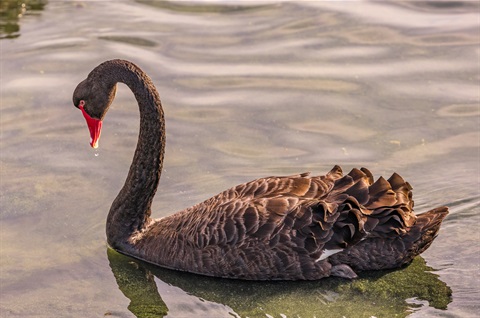 Black Swan.jpg