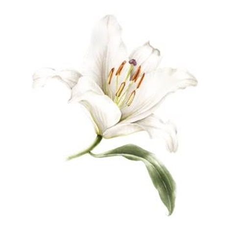 HBAS Botanical Watercolours with Jessie Ford.jpg