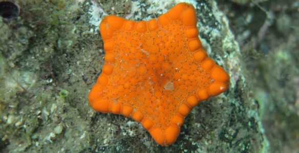 Jawbone marine sanctuary image 1.jpg