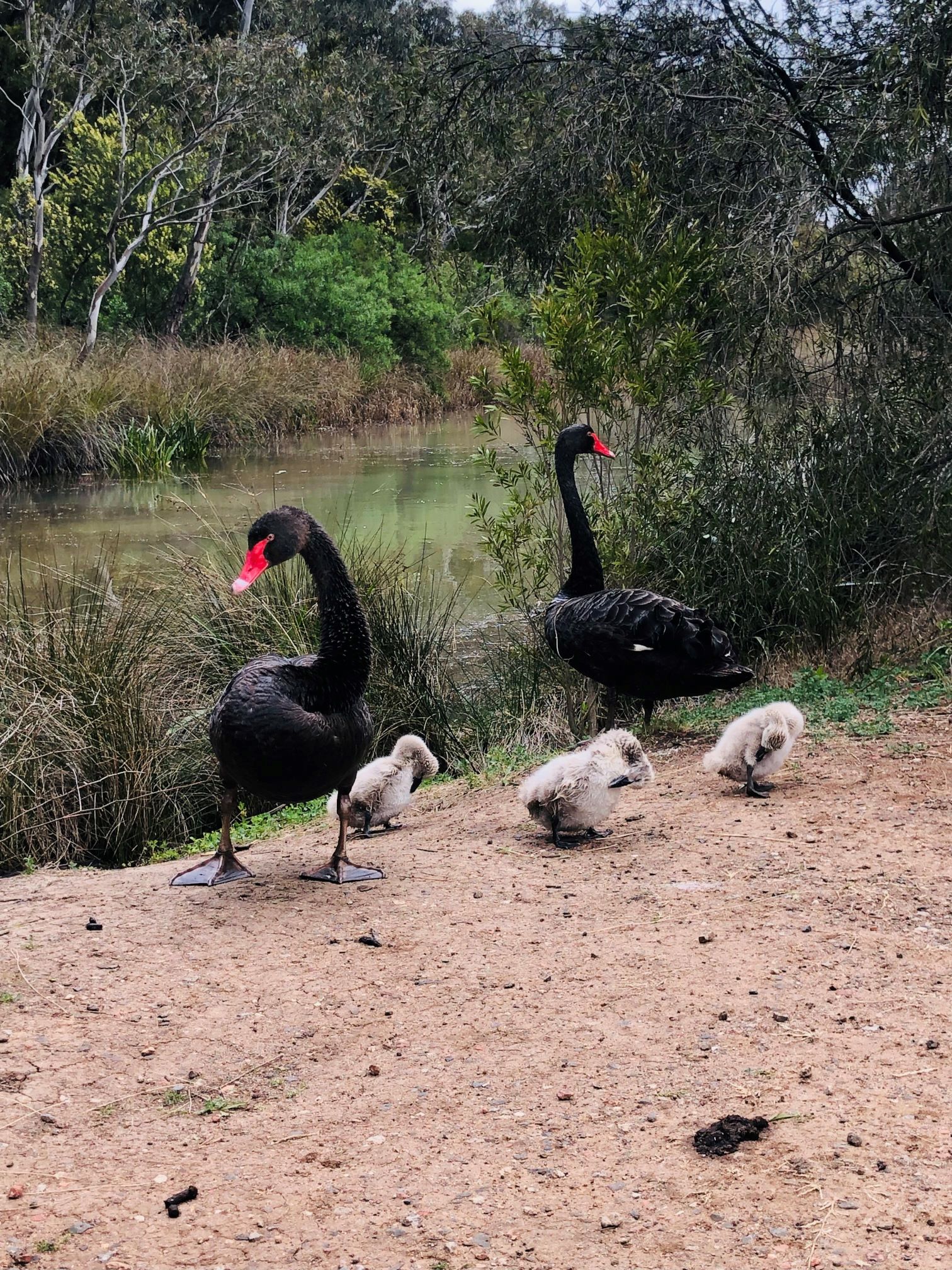 Newport Lakes Swans 